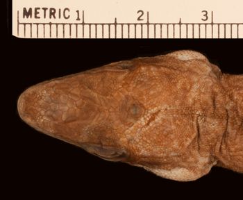 Media type: image;   Herpetology R-10624